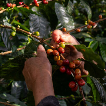 Entendiendo el café desde cero