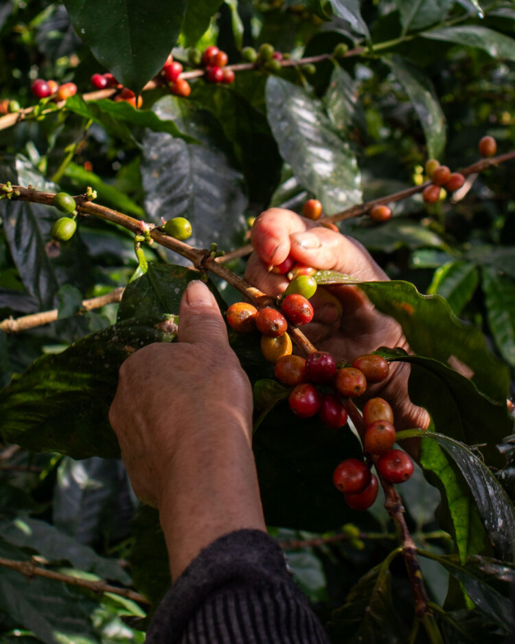 Entendiendo el café desde cero